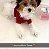 Jasmine-Marie joined the competition — help win amazing prizes! adorable, animal, black_fur, brown_fur, cute, dog, ears, fluffy, fur, indoor, lying_down, marble_countertop, perfume_bottle, pet, portrait, puppy, red_shirt, small_dog, snout, white_fur