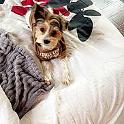 Jasmine-Marie is registered to the contest to win money with this photo: alert, animal, bed, blanket, brown_shirt, comforter, cozy, curious, dog, floor, fluffy, fur, home, indoor, lying_down, pet, resting, small_dog, textile, wood_floor
