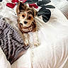 alert, animal, bed, blanket, brown_shirt, comforter, cozy, curious, dog, floor, fluffy, fur, home, indoor, lying_down, pet, resting, small_dog, textile, wood_floor