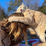 Sunny joined the competition — help win amazing prizes! cat, person, hug, outdoor, sunlight, blue_sky, drawing, coloring, hair, ginger_cat, affection, close_up, table, nature, relaxation, animal, pet, friendship, warm_light, blurred_background
