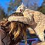 cat, person, hug, outdoor, sunlight, blue_sky, drawing, coloring, hair, ginger_cat, affection, close_up, table, nature, relaxation, animal, pet, friendship, warm_light, blurred_background