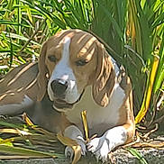Vador a rejoint le concours — aidez-le/la à gagner de superbes lots ! animal, beagle, canine, closeup, daylight, dog, garden, greenery, leaf, mammal, nature, outdoor, pet, plants, relaxing, resting, shade, shadow, sunlight, tongue