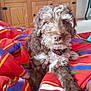 Pepper is registered to the contest to win money with this photo: dog, puppy, curly_fur, blanket, red, striped, bedroom, wooden_cabinet, furniture, indoor, pet, collar, brown, white, carpet, cozy, relaxed, cute, animal, companion