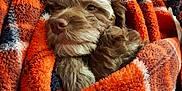 Pepper joined the competition — help win amazing prizes! puppy, dog, blanket, orange, plaid, cozy, fur, pet, cute, snuggled, warm, soft, indoor, comfort, animal, fur_texture, relaxed, nose, sleepy, wrapped