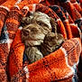 puppy, dog, blanket, orange, plaid, cozy, fur, pet, cute, snuggled, warm, soft, indoor, comfort, animal, fur_texture, relaxed, nose, sleepy, wrapped