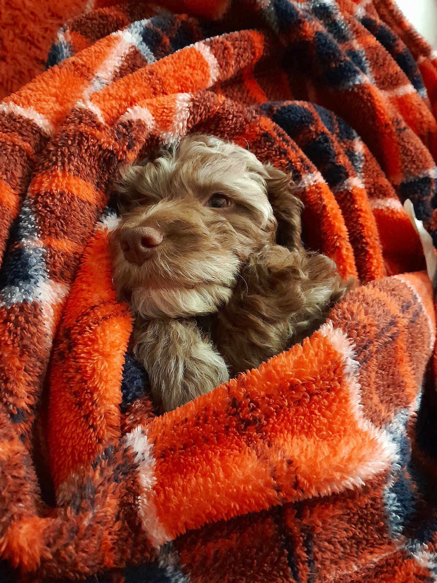 Pepper joined the competition — help win amazing prizes! puppy, dog, blanket, orange, plaid, cozy, fur, pet, cute, snuggled, warm, soft, indoor, comfort, animal, fur_texture, relaxed, nose, sleepy, wrapped