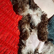 Pepper joined the competition — help win amazing prizes! dog, sleeping, fluffy, brown, white, pillow, red, texture, relaxation, cozy, indoor, pet, canine, fur, resting, couch, nap, comfort, animal, cute