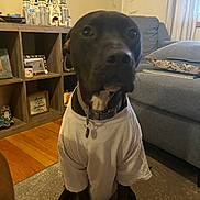 Bellatrix is registered to the contest to win money with this photo: dog, black_dog, pet, tshirt, collar, tag, sitting, indoor, living_room, sofa, cushion, bookcase, toy_castle, hardwood_floor, rug, close_up, portrait, curious, cute, home_decor