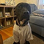dog, black_dog, pet, tshirt, collar, tag, sitting, indoor, living_room, sofa, cushion, bookcase, toy_castle, hardwood_floor, rug, close_up, portrait, curious, cute, home_decor