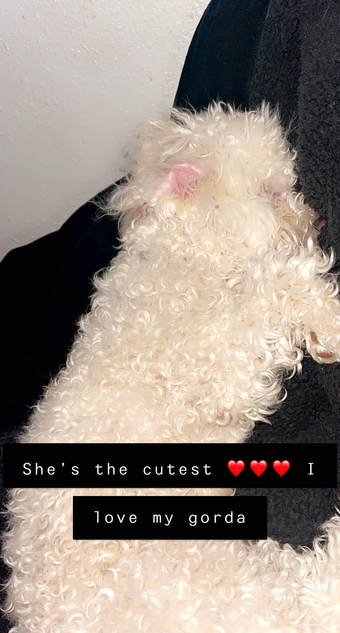 Layla Marie joined the competition — help win amazing prizes! beard, canidae, comfort_food, cone, facial_hair, fashion_accessory, fawn, font, fur, liver, photo_caption, rectangle, terrestrial_animal, toy, wool