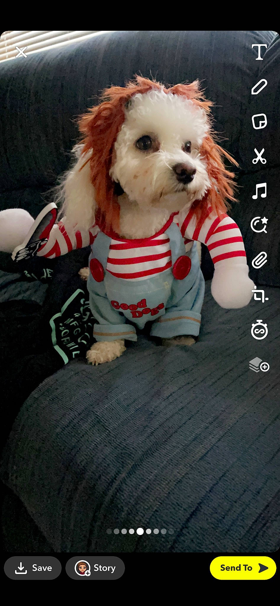 Layla Marie joined the competition — help win amazing prizes! canidae, carnivore, companion_dog, dog, dog_breed, dog_clothes, dog_supply, fawn, fictional_character, fur, non_sporting_group, personal_protective_equipment, photo_caption, puppy_love, sleeve, snout, sporting_group, terrier, toy, toy_dog