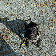 Asko a rejoint le concours — aidez-le/la à gagner de superbes lots ! dog, black_dog, puppy, harness, leash, gravel, shadow, autumn, leaves, outdoor, pet, canine, small_dog, sunlight, nature, playful, cute, animal, walking, ground