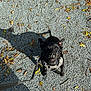 dog, black_dog, puppy, harness, leash, gravel, shadow, autumn, leaves, outdoor, pet, canine, small_dog, sunlight, nature, playful, cute, animal, walking, ground