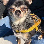 Roxane participe au concours pour gagner de l'argent avec cette photo : dog, chihuahua, small_dog, pet, animal, portrait, close_up, black_and_tan, harness, yellow_harness, ears, eyes, nose, fur, standing, sunlight, indoor, blue_fabric, denim, photography