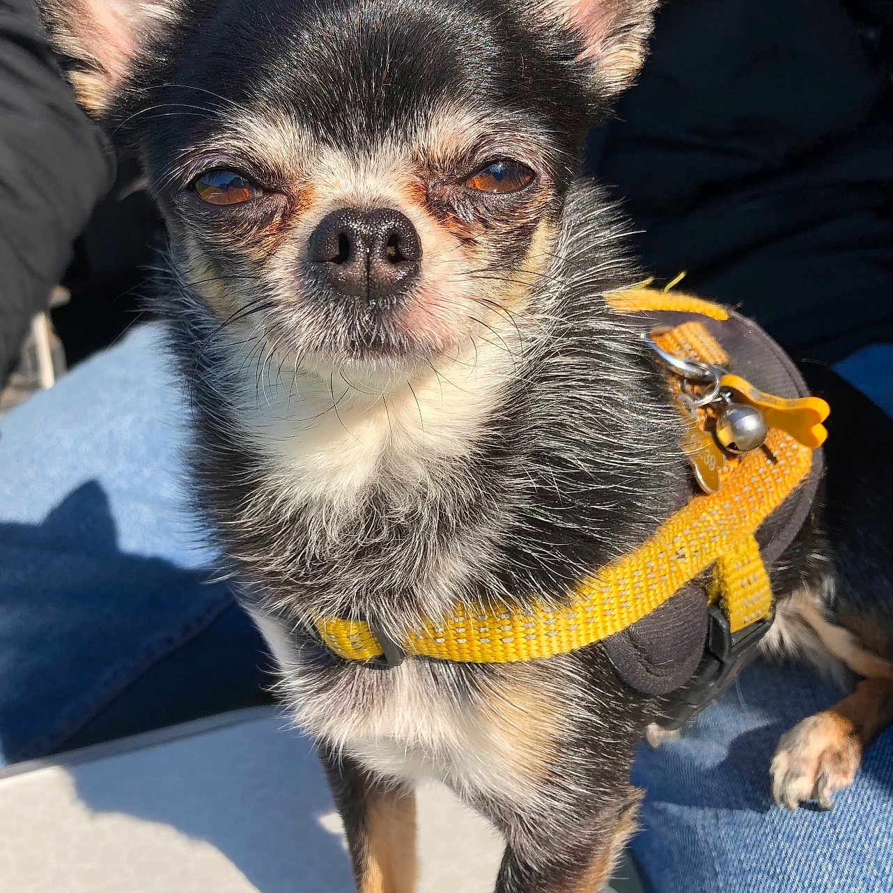 Roxane participe au concours pour gagner de l'argent avec cette photo : dog, chihuahua, small_dog, pet, animal, portrait, close_up, black_and_tan, harness, yellow_harness, ears, eyes, nose, fur, standing, sunlight, indoor, blue_fabric, denim, photography