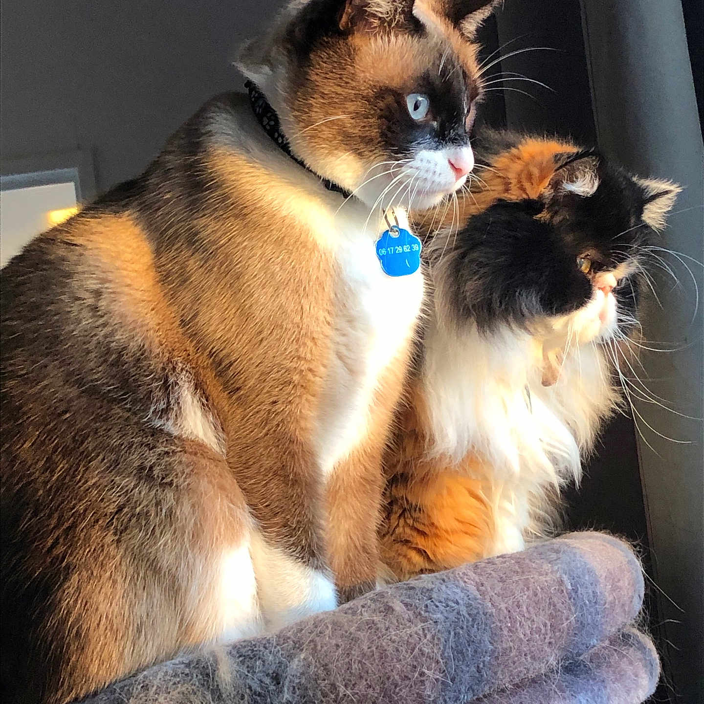 Joséphine Et Junior