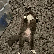 Sophie joined the competition — help win amazing prizes! abyssinian, alloywheel, angora, animal, car, carwheel, cat, gravel, homedecor, kitten, machine, manx, person, pet, road, sleeping, soil, spoke, tire, transportation
