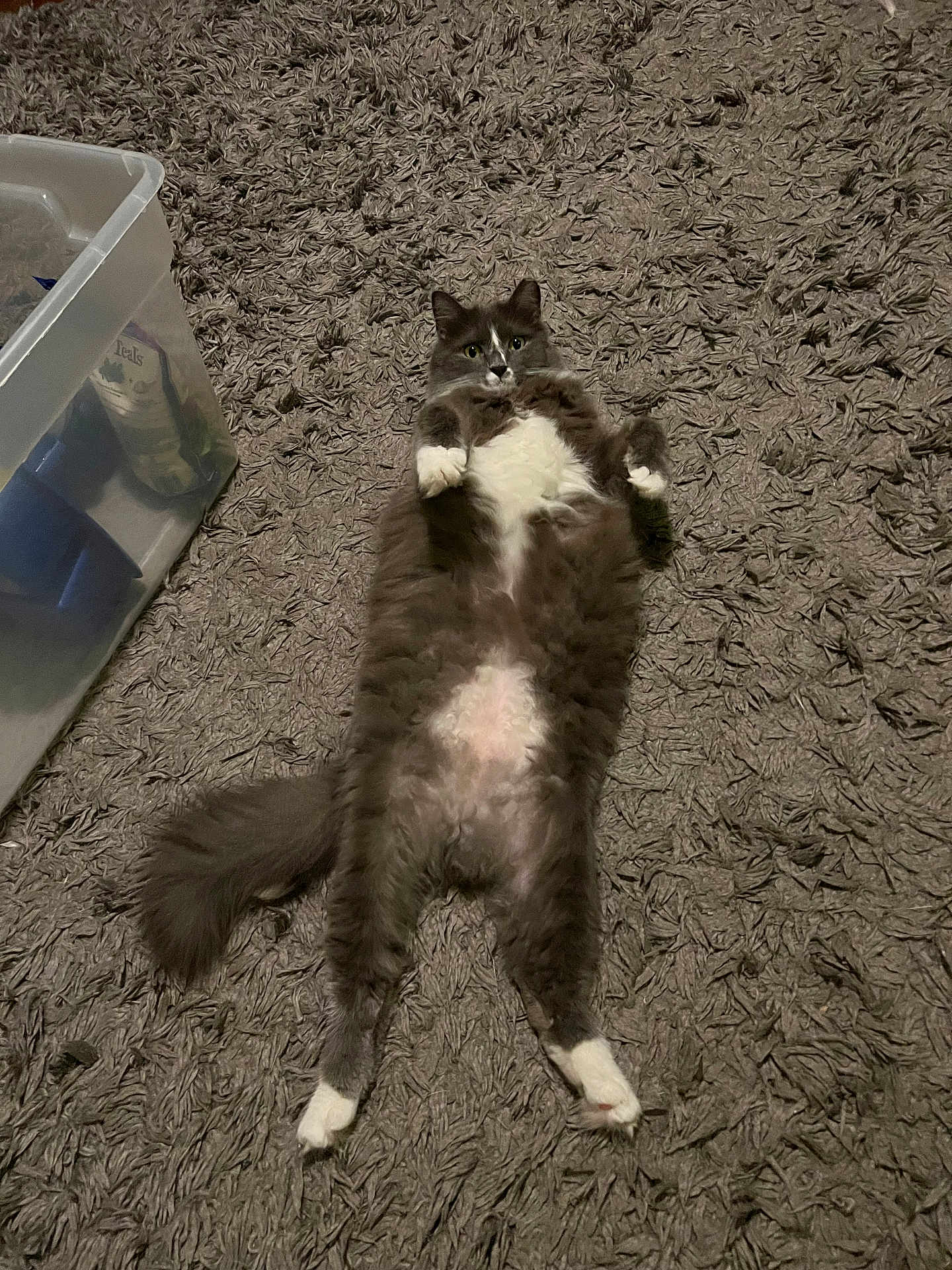 Sophie