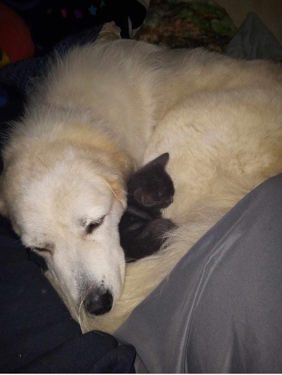 Snow Baby joined the competition — help win amazing prizes! dog, cat, sleeping, snuggling, cute, fluffy, pet, animal, friendship, cozy, resting, fur, companion, indoor, closeup, cute_animals, adorable, peaceful, warm, comfort