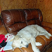 Snow Baby is registered to the contest to win money with this photo: dog, sleeping, couch, leather, brown, white, pet, indoor, wooden_wall, book, bag, cozy, relaxed, furniture, resting, canine, home, animal, nap, fur