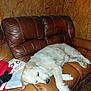 dog, sleeping, couch, leather, brown, white, pet, indoor, wooden_wall, book, bag, cozy, relaxed, furniture, resting, canine, home, animal, nap, fur