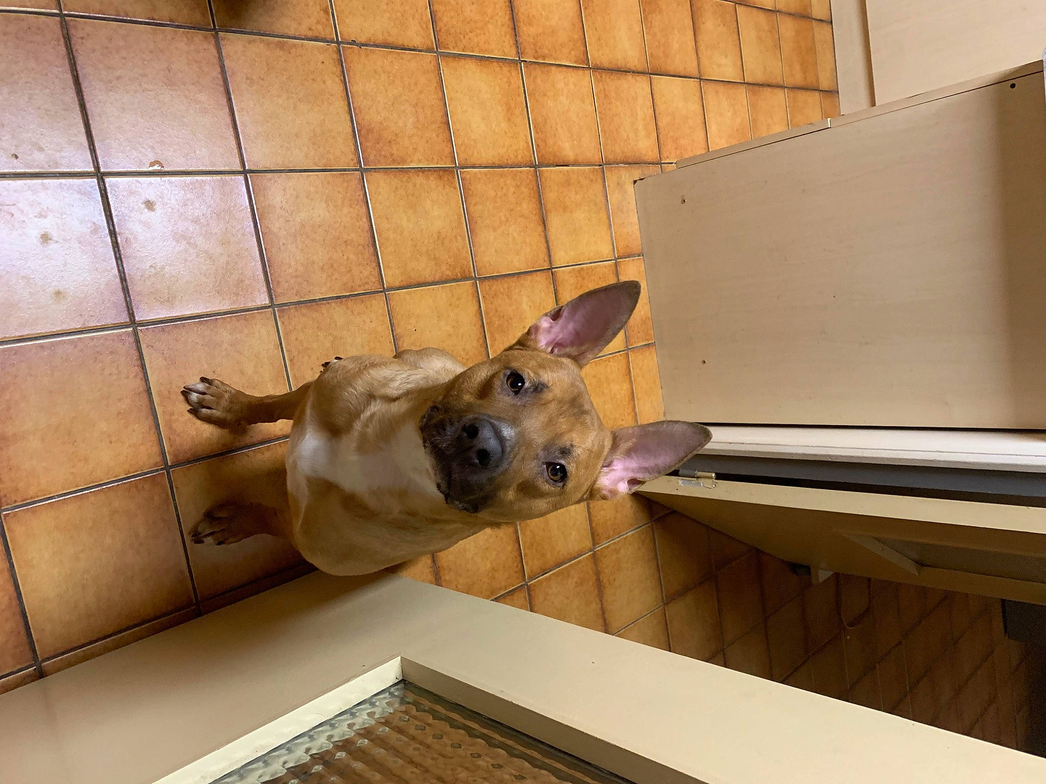 Sisko a rejoint le concours — aidez-le/la à gagner de superbes lots ! canidae, carnivore, ceiling, companion_dog, dog, dog_breed, fawn, floor, flooring, fur, guard_dog, hardwood, non_sporting_group, pet_supply, plywood, snout, sporting_group, whiskers, wood, working_animal