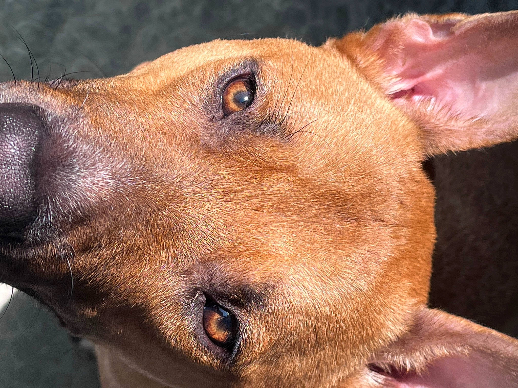 Sisko a rejoint le concours — aidez-le/la à gagner de superbes lots ! canidae, carnivore, collar, companion_dog, dog, dog_breed, dog_collar, ear, fawn, guard_dog, gun_dog, hunting_dog, liver, snout, sporting_group, whiskers, working_animal, working_dog