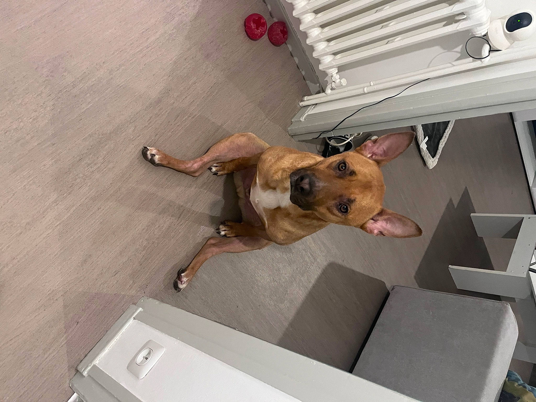 Sisko participe au concours pour gagner de l'argent avec cette photo : carnivore, collar, comfort, companion_dog, dog, dog_breed, fawn, felidae, floor, flooring, hardwood, liver, pet_supply, room, snout, sporting_group, tail, toy_dog, wood, working_animal