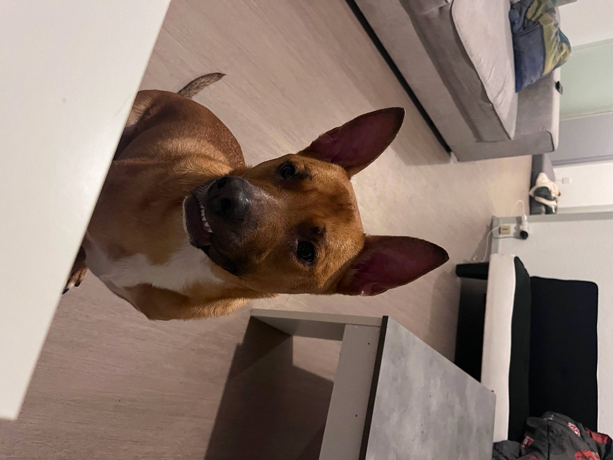 Sisko a rejoint le concours — aidez-le/la à gagner de superbes lots ! canidae, carnivore, ceiling, companion_dog, dog, dog_breed, fawn, felidae, flooring, fur, jaw, non_sporting_group, paw, room, snout, sporting_group, tail, whiskers, wood, working_animal