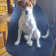 Sackura participe au concours pour gagner de l'argent avec cette photo : animal, architecture, building, canine, chair, clothing, dog, face, furniture, hat, head, hound, indoors, interiordesign, person, pet, photography, plywood, portrait, wood