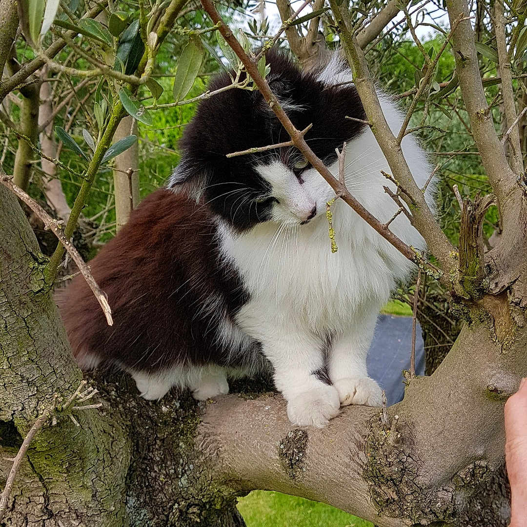 Hercule a rejoint le concours — aidez-le/la à gagner de superbes lots ! animal, black_and_white, branch, cat, curious, daylight, feline, fluffy, grass, greenery, hand, leaves, nature, outdoor, paw, pet, sniffing, tree, trunk, wood
