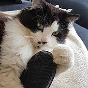 Hercule a rejoint le concours — aidez-le/la à gagner de superbes lots ! animal, black_and_white, blanket, cat, close_up, couch, curious, domestic_cat, feline, fluffy, fur, holding, indoor, paw, pet, pillow, relaxed, resting, soft_texture, whiskers