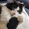 animal, black_and_white, blanket, cat, close_up, couch, curious, domestic_cat, feline, fluffy, fur, holding, indoor, paw, pet, pillow, relaxed, resting, soft_texture, whiskers