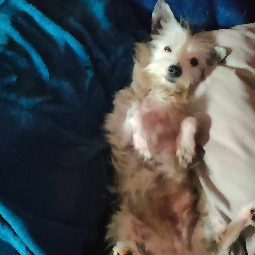 Bella participe au concours pour gagner de l'argent avec cette photo : animal, bed, blanket, canine, comfort, cozy, cute, dog, domestic_animal, fluffy, fur, indoor, lying_down, pet, pillow, relaxed, resting, sleepy, soft, white_dog