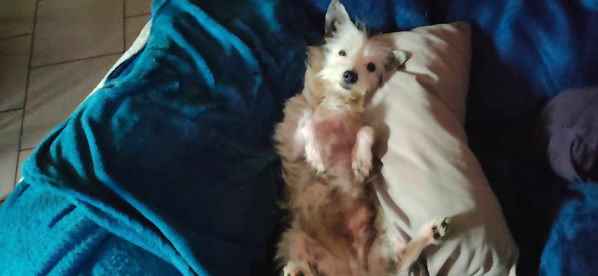 Bella participe au concours pour gagner de l'argent avec cette photo : dog, pet, pillow, blanket, fur, cozy, relaxed, lying_down, indoor, comfort, white_dog, bed, animal, cute, fluffy, resting, canine, domestic_animal, sleepy, soft
