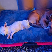 Bella participe au concours pour gagner de l'argent avec cette photo : dog, pet_bed, indoor, resting, white_dog, brown_dog, furniture, table, floor, carpet, cozy, sleeping, relaxed, animal, companion, home, quiet, domestic, canine, friendship
