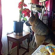 Isaack a rejoint le concours — aidez-le/la à gagner de superbes lots ! dog, german_shepherd, small_dog, indoor, window, curtains, table, plant, potted_plant, flower, red_flower, living_room, television, exercise_equipment, tray, candy, mms, tile_floor, wooden_furniture, curious