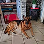 Isaack a rejoint le concours — aidez-le/la à gagner de superbes lots ! german_shepherd, dog, lying_down, floor, tiled_floor, living_room, fireplace, potted_plant, red_carpet, couch, cushions, table, indoor, home, pet, animal, relaxed, cozy, stone_wall, calm