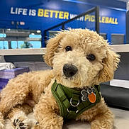 Beans is registered to the contest to win money with this photo: dog, puppy, golden_doodle, green_harness, indoor, counter, curious, fluffy, pet, animal, closeup, face, paw, tag, blue_wall, sign, lighting, cute, head_tilt, background