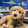 dog, puppy, golden_doodle, green_harness, indoor, counter, curious, fluffy, pet, animal, closeup, face, paw, tag, blue_wall, sign, lighting, cute, head_tilt, background