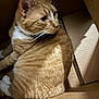 cat, ginger_cat, tabby, white_paws, cardboard_box, indoor, pet, feline, fur, whiskers, ears, animal, domestic_cat, looking_away, soft_light, close_up, cozy, curled_up, crouching, shadow