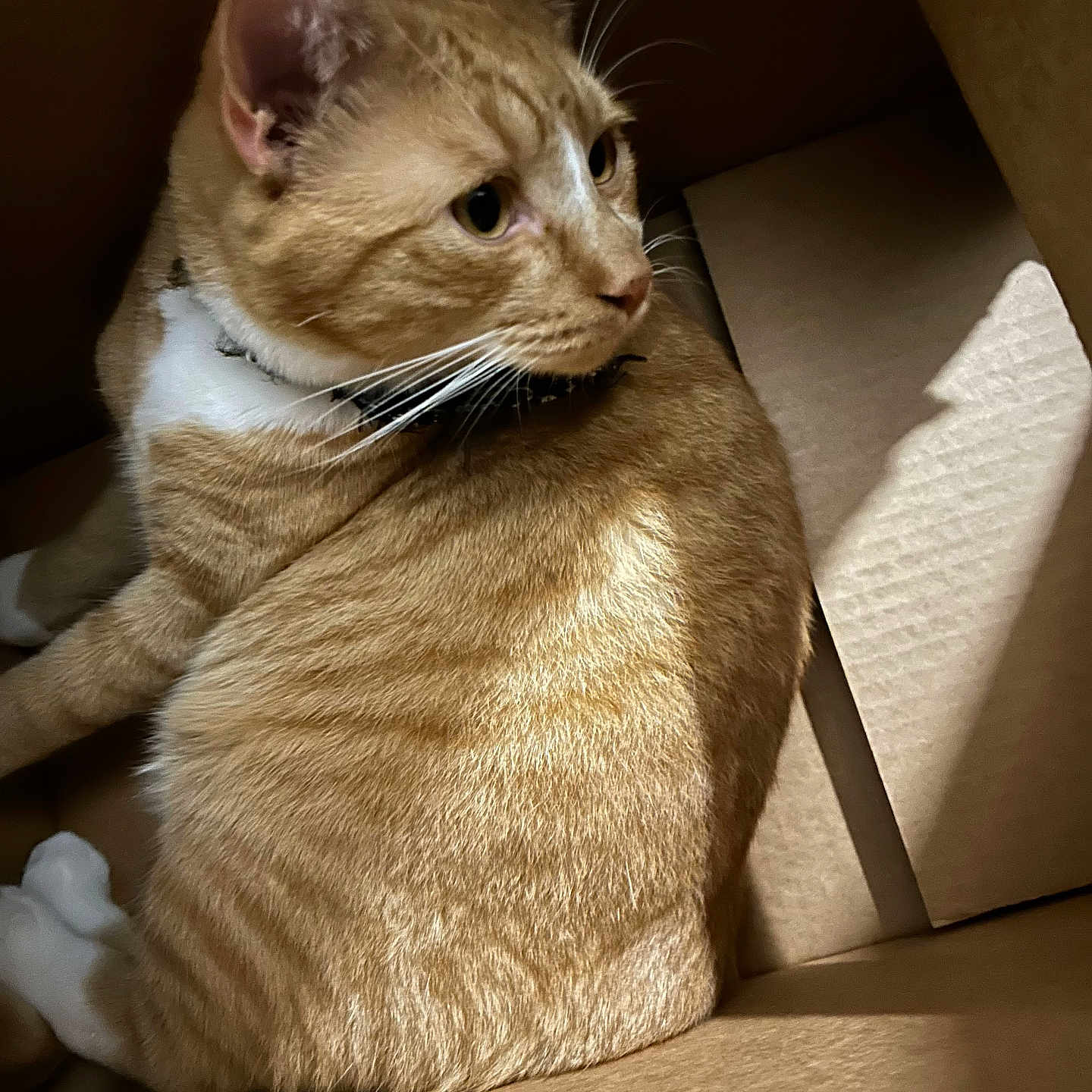 Garfield joined the competition — help win amazing prizes! animal, cardboard_box, cat, close_up, cozy, crouching, curled_up, domestic_cat, ears, feline, fur, ginger_cat, indoor, looking_away, pet, shadow, soft_light, tabby, whiskers, white_paws