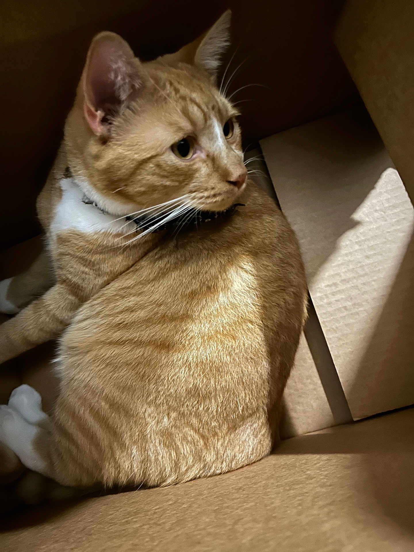 Garfield