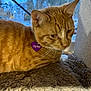 Garfield is registered to the contest to win money with this photo: abyssinian, accessories, animal, blanket, cat, collar, couch, countryside, furniture, hardwood, homedecor, kitten, leash, manx, nature, pet, purple, siamese, strap, wood
