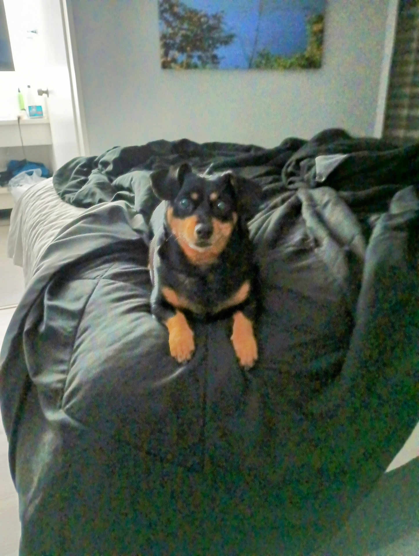 Lucky is registered to the contest to win money with this photo: animal, beanbag, bed, bedroom, blanket, canine, couch, cushion, dog, furniture, homedecor, indoors, person, pet, puppy, room, sleeping, terrier
