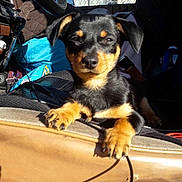 Lucky is registered to the contest to win money with this photo: animal, black_and_tan, canine, car, car_seat, cute, daytime, dog, domestic_animal, inside_vehicle, paw, pet, puppy, relaxed, seat, sunlight, sunny, vehicle_interior, window, young_dog