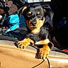 animal, black_and_tan, canine, car, car_seat, cute, daytime, dog, domestic_animal, inside_vehicle, paw, pet, puppy, relaxed, seat, sunlight, sunny, vehicle_interior, window, young_dog