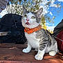 Teriyaki is registered to the contest to win money with this photo: animal, black_bag, cat, clouds, curious_expression, daylight, domestic_cat, fur, green_leaves, leash, nature, orange_harness, outdoor, paws, pet, sitting, sky, tree, whiskers, wooden_table