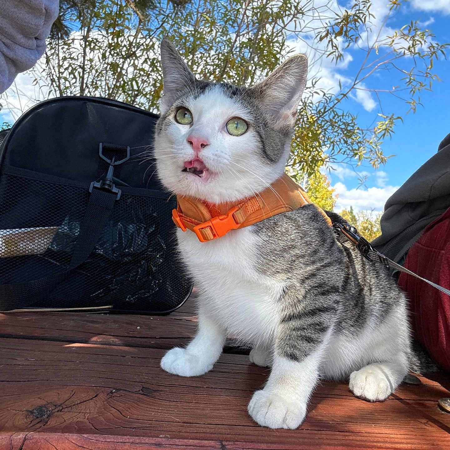 Teriyaki is registered to the contest to win money with this photo: animal, black_bag, cat, clouds, curious_expression, daylight, domestic_cat, fur, green_leaves, leash, nature, orange_harness, outdoor, paws, pet, sitting, sky, tree, whiskers, wooden_table