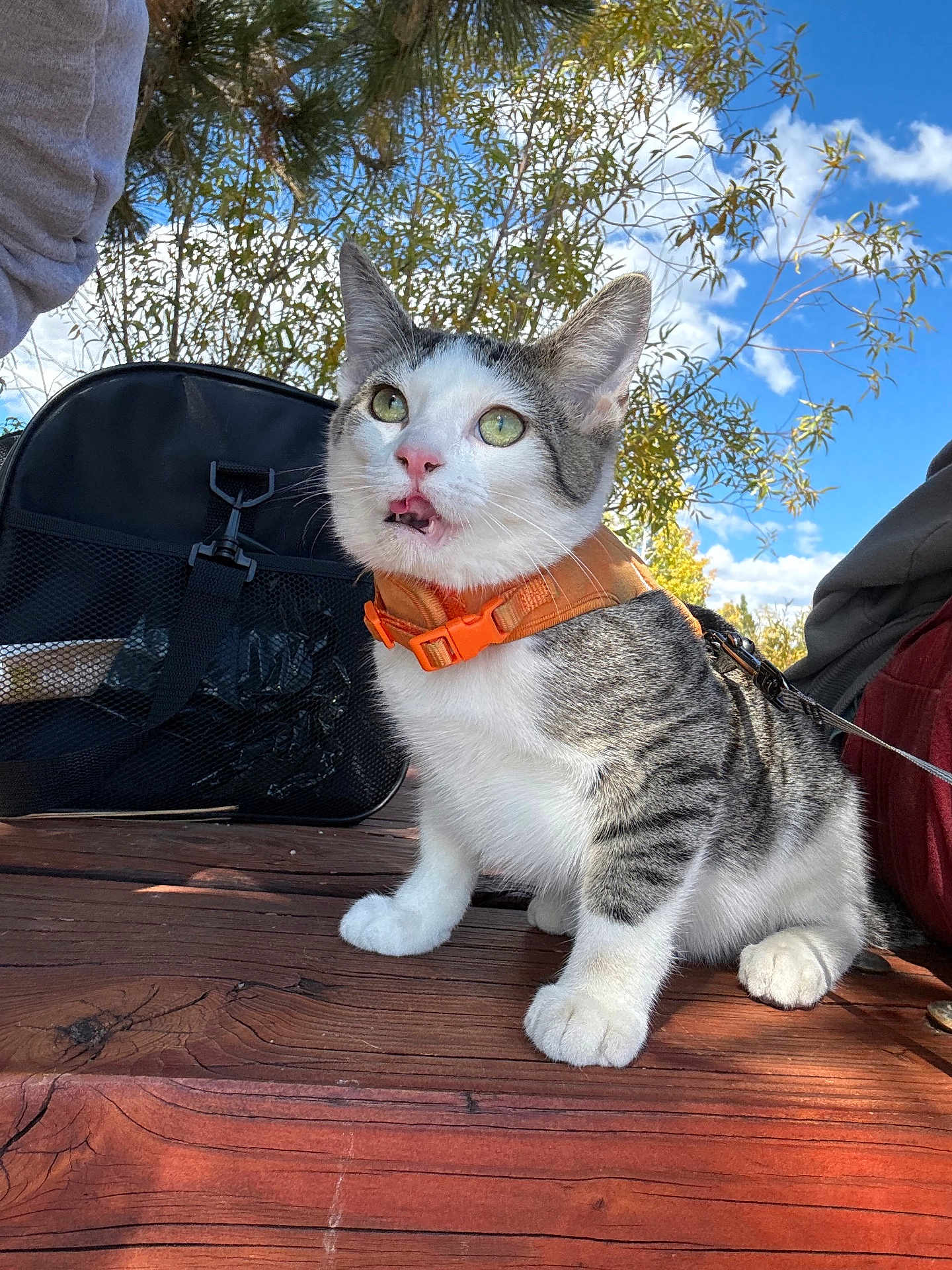 Teriyaki is registered to the contest to win money with this photo: animal, black_bag, cat, clouds, curious_expression, daylight, domestic_cat, fur, green_leaves, leash, nature, orange_harness, outdoor, paws, pet, sitting, sky, tree, whiskers, wooden_table